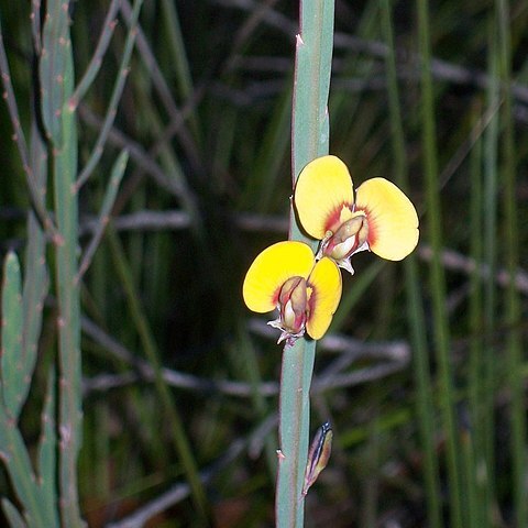 Bossiaea scolopendria unspecified picture