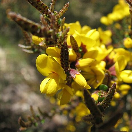 Bossiaea foliosa unspecified picture