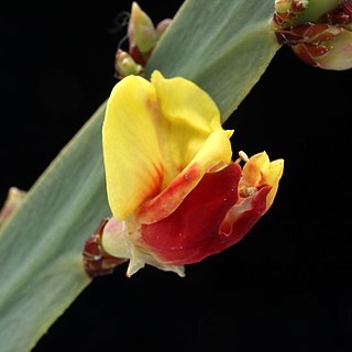 Bossiaea fragrans unspecified picture