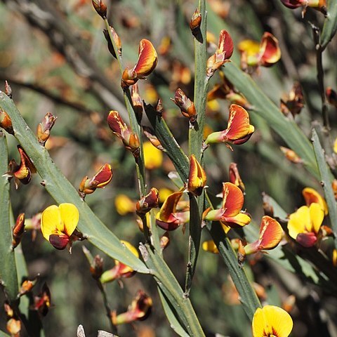 Bossiaea grayi unspecified picture