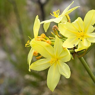 Bobartia indica unspecified picture