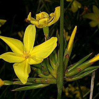 Bobartia longicyma unspecified picture