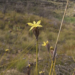 Bobartia rufa unspecified picture