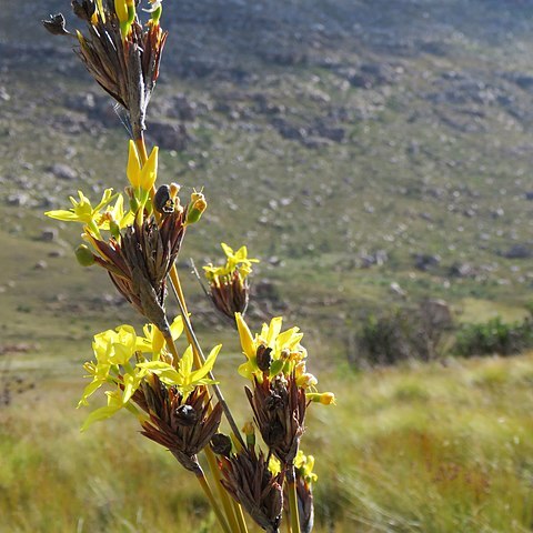 Bobartia rufa unspecified picture