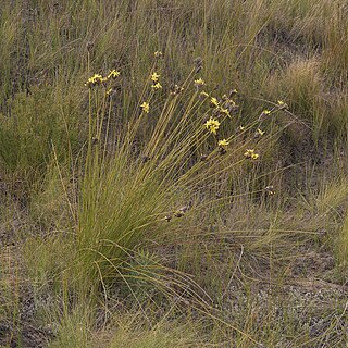 Bobartia rufa unspecified picture