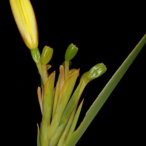 Bobartia gladiata unspecified picture