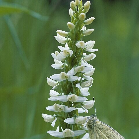 Platanthera dilatata var. leucostachys unspecified picture