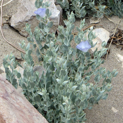 Bonamia ovalifolia unspecified picture