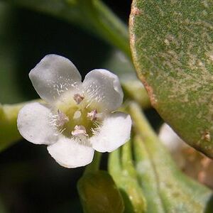 Myoporum boninense unspecified picture