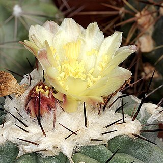 Copiapoa montana unspecified picture