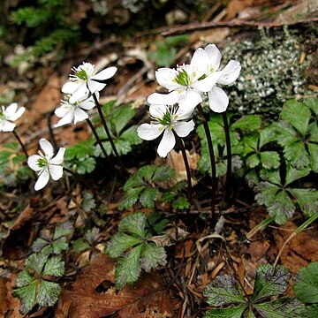 Coptis quinquefolia unspecified picture