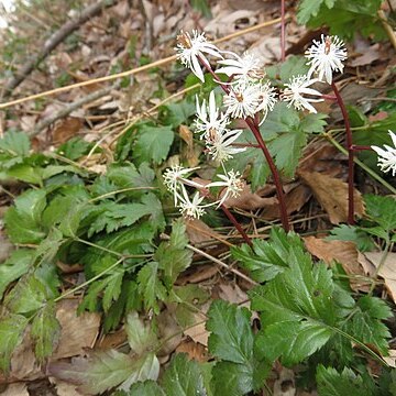 Coptis japonica unspecified picture