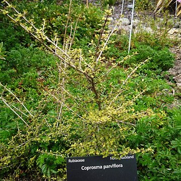 Coprosma parviflora unspecified picture