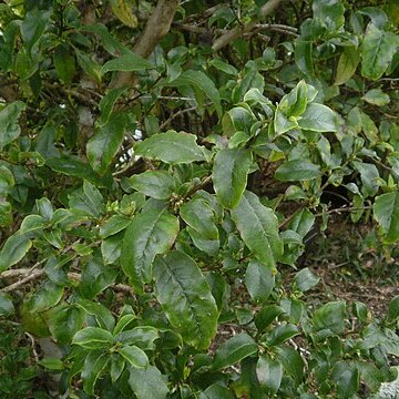 Coprosma tenuifolia unspecified picture