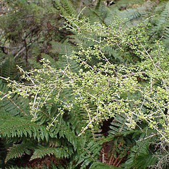 Coprosma dumosa unspecified picture