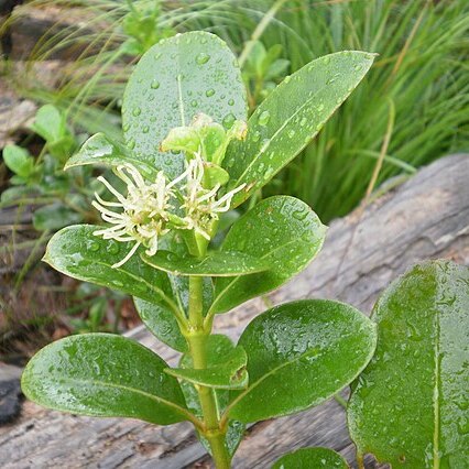 Coprosma lucida unspecified picture