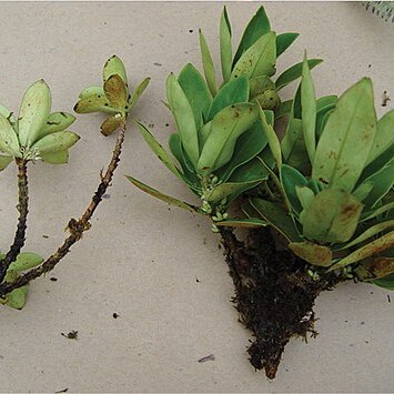 Coprosma meyeri unspecified picture