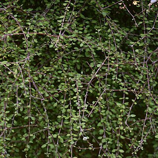 Coprosma virescens unspecified picture