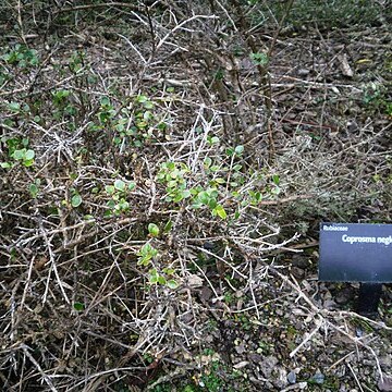 Coprosma neglecta unspecified picture