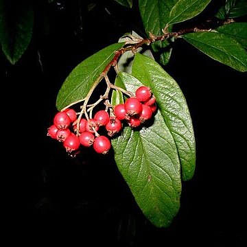 Cotoneaster x watereri unspecified picture