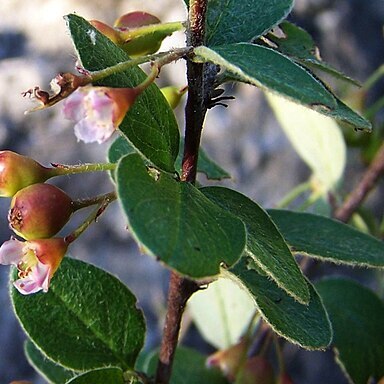 Cotoneaster niger unspecified picture