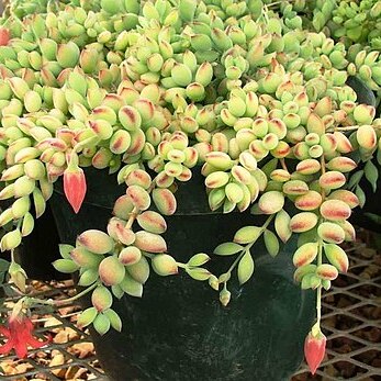 Cotyledon pendens unspecified picture