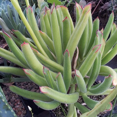 Cotyledon campanulata unspecified picture