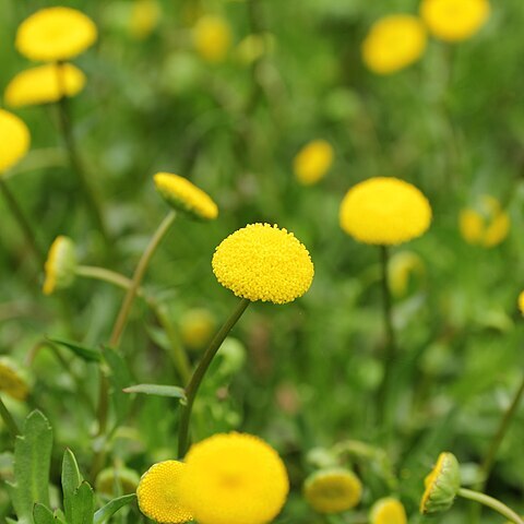 Cotula leptalea unspecified picture