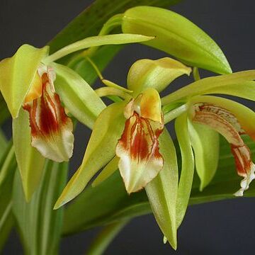 Coelogyne fuerstenbergiana unspecified picture