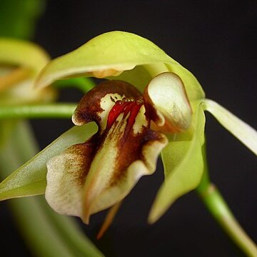 Coelogyne fuscescens unspecified picture