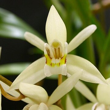 Coelogyne flaccida unspecified picture