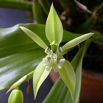 Coelogyne parishii unspecified picture