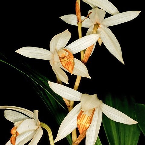 Coelogyne pachystachya unspecified picture