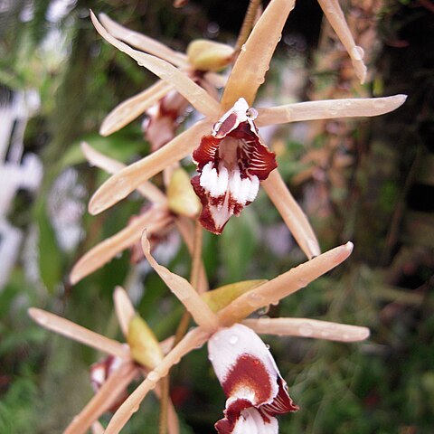 Coelogyne pulverula unspecified picture