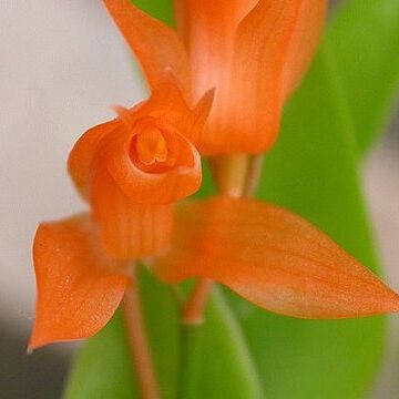 Coelogyne miniata unspecified picture