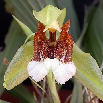 Coelogyne speciosa unspecified picture