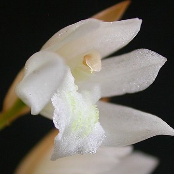 Coelogyne suaveolens unspecified picture