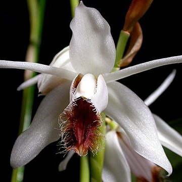 Coelogyne barbata unspecified picture