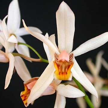 Coelogyne viscosa unspecified picture