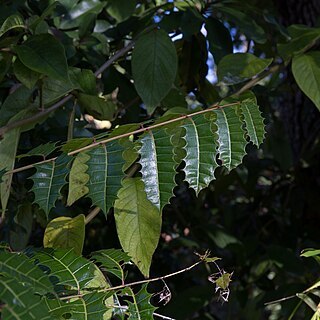 Comocladia dentata unspecified picture