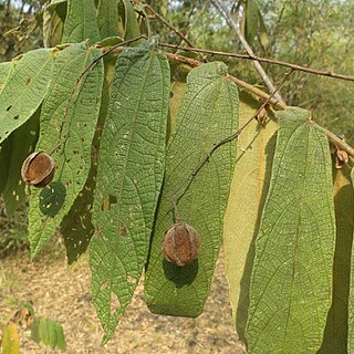 Colona auriculata unspecified picture