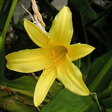 Hemerocallis minor unspecified picture