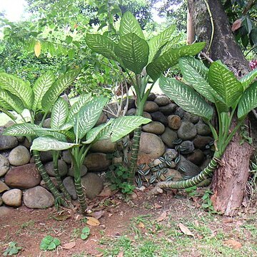 Dieffenbachia bowmannii unspecified picture