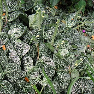 Fittonia albivenis unspecified picture