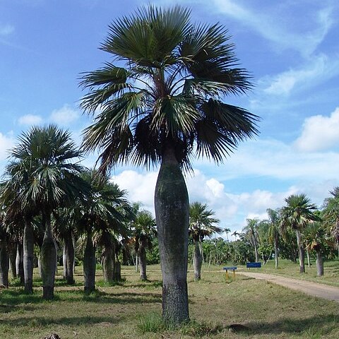 Colpothrinax wrightii unspecified picture