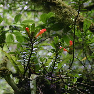 Columnea glabra unspecified picture