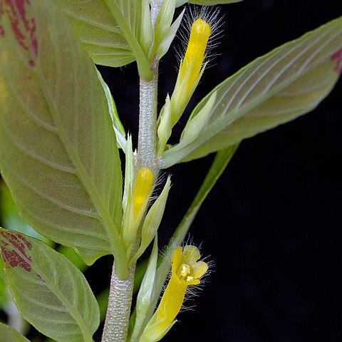 Columnea orientandina unspecified picture