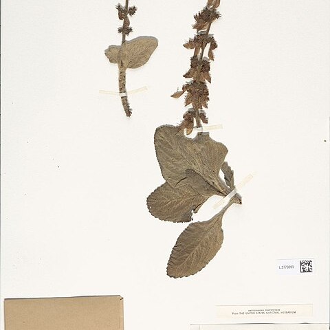 Coleus forskohlii unspecified picture