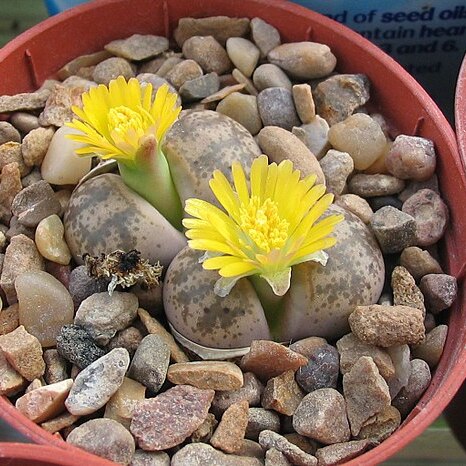 Lithops coleorum unspecified picture