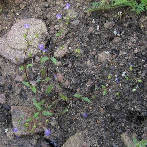 Collinsia parryi unspecified picture